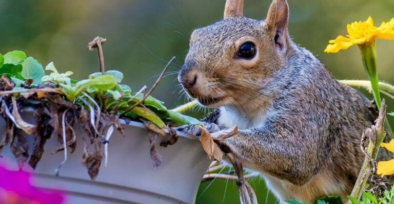 Scents North Carolina Gardeners Use To Discourage Squirrels, Chipmunks, And Other Critters