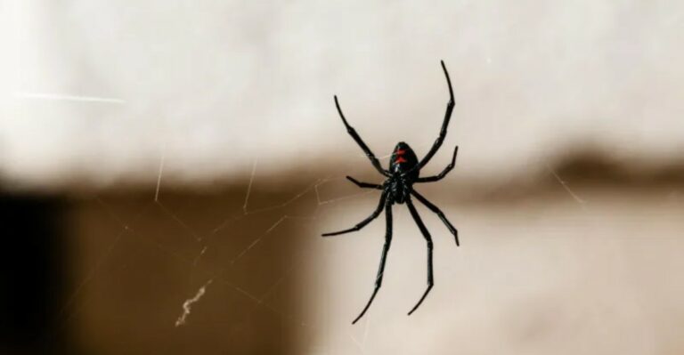 What To Do If You Find A Black Widow While Stacking Firewood In Georgia
