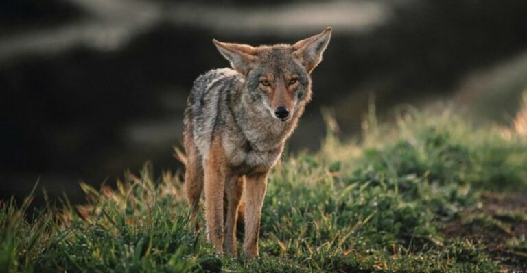 What It Means When Coyotes Start Roaming California Backyards At Dusk