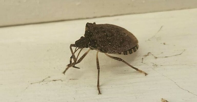 Watch For These 9 Pests Entering Virginia Homes This Fall