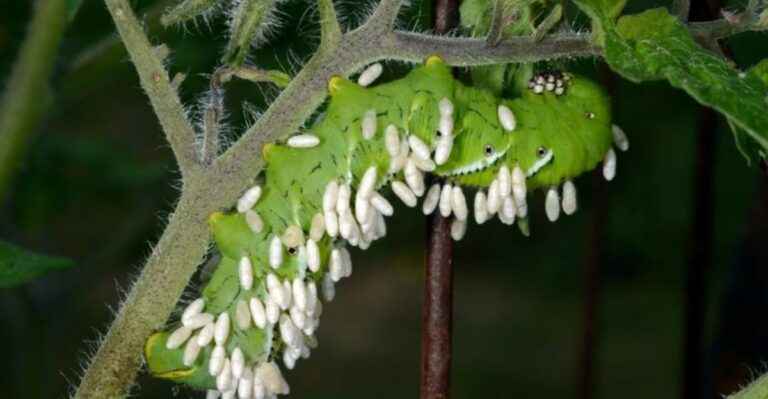 The White Grains On A Missouri Tomato Hornworm Mean You Should Leave It Alone
