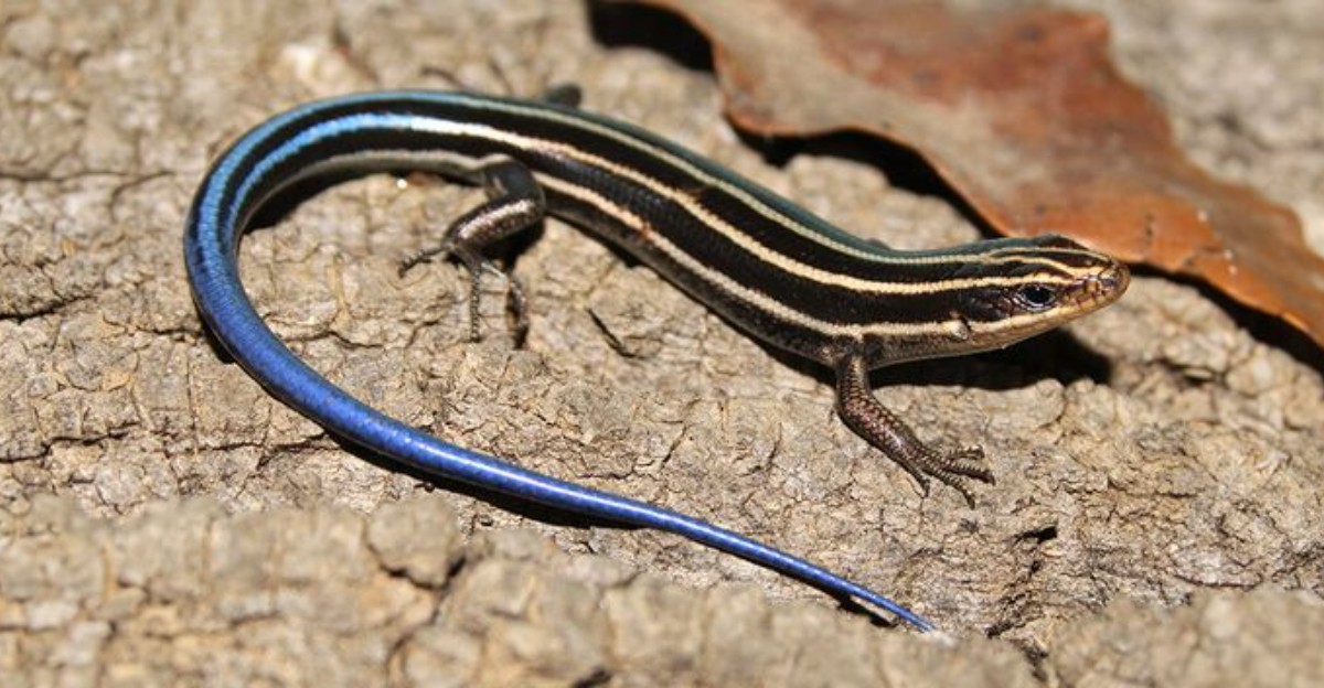 blue tailed skink on wooden surface