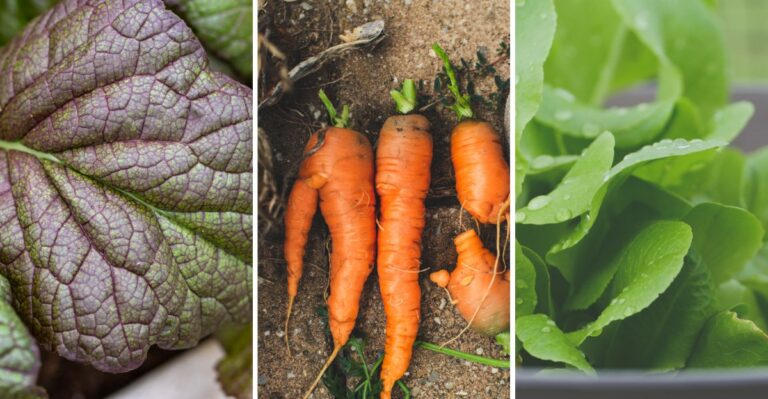 8 Cool Season Vegetables Louisiana Gardeners Can Plant Right Now