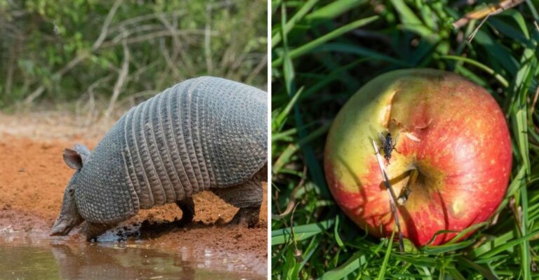 7 Things That Attract More Armadillos To Your Texas Yard This Fall