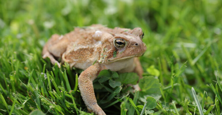 American Toad
