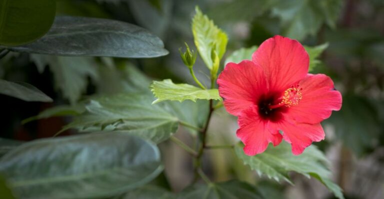 Your Potted Hibiscus Needs This Before Virginia Nights Get Cold