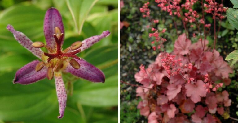 9 Fall Blooming Perennials California Gardeners Should Plant This Week