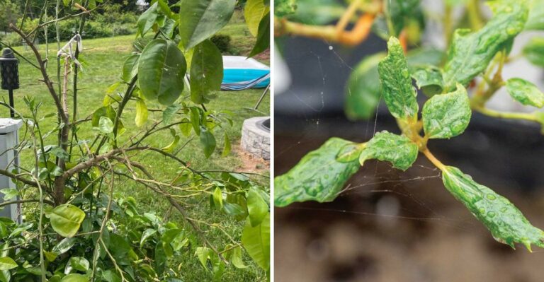 What It Means When Pennsylvania Citrus Leaves Start Curling In Early Fall