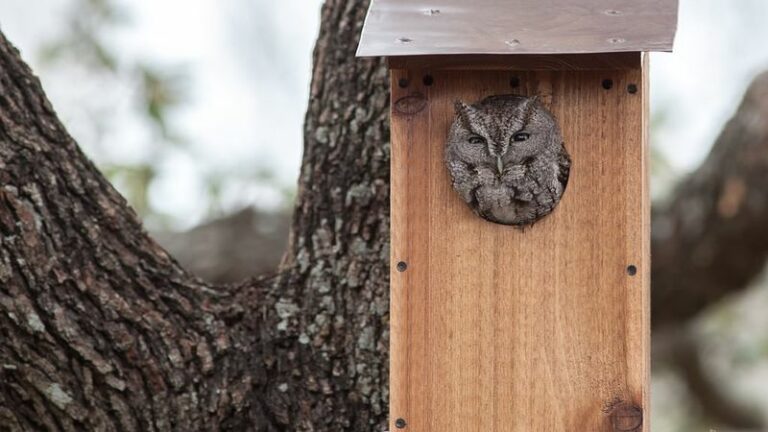 Why More Owls Near Your Arizona Yard May Help With Pests (But Won’t Replace Real Control)