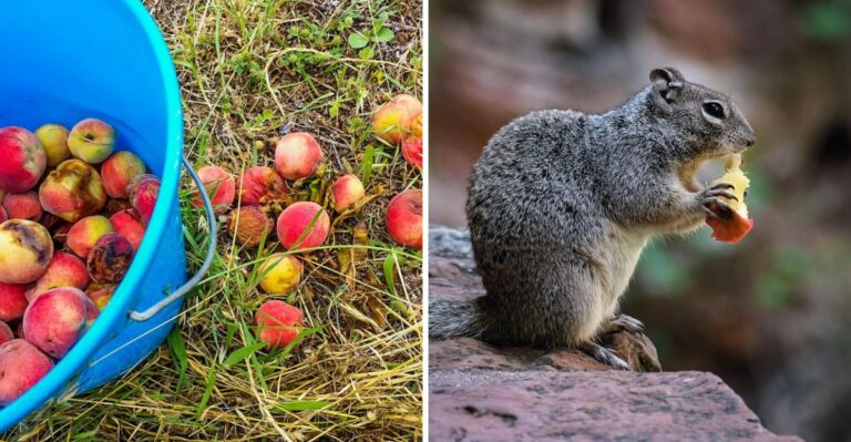 Why Arizona Gardeners Should Never Leave Fallen Fruit On The Ground
