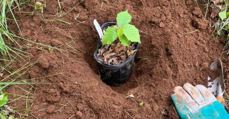 planting a shrub into soil