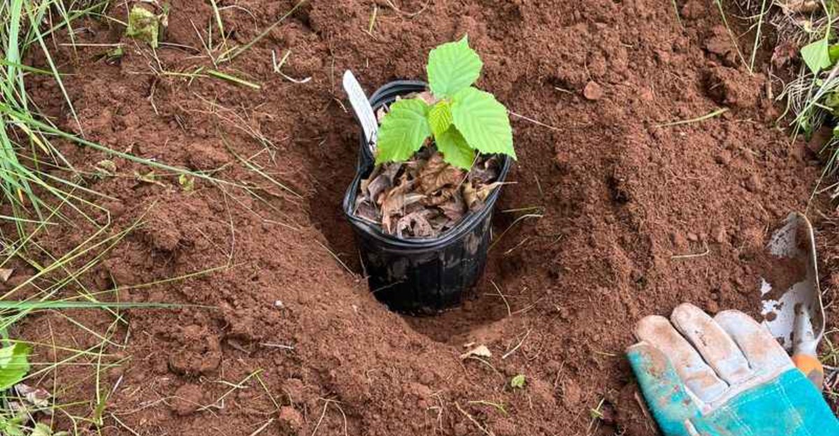 planting a shrub into soil