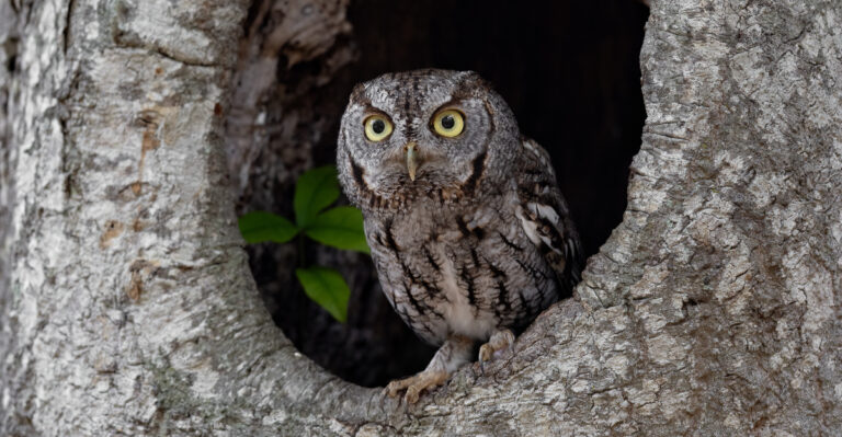 Screech Owl (featured image)