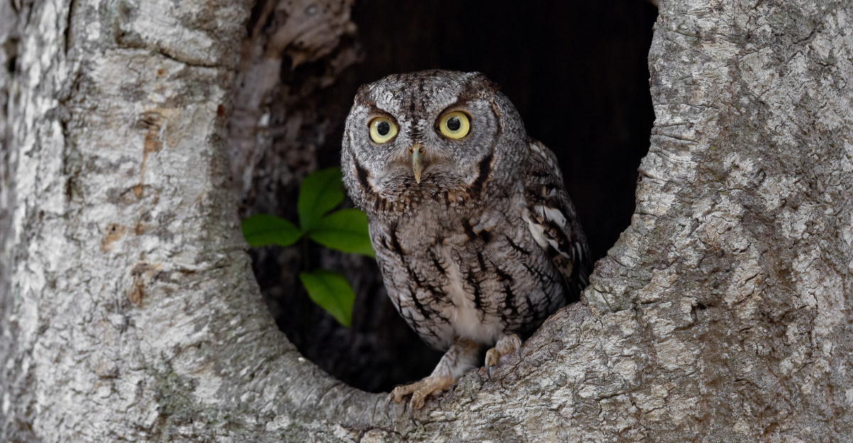 Screech Owl (featured image)