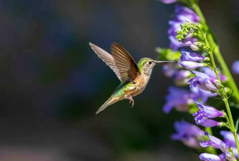 7 native Oregon blooms that keep late hummingbirds fed long after the feeder runs dry