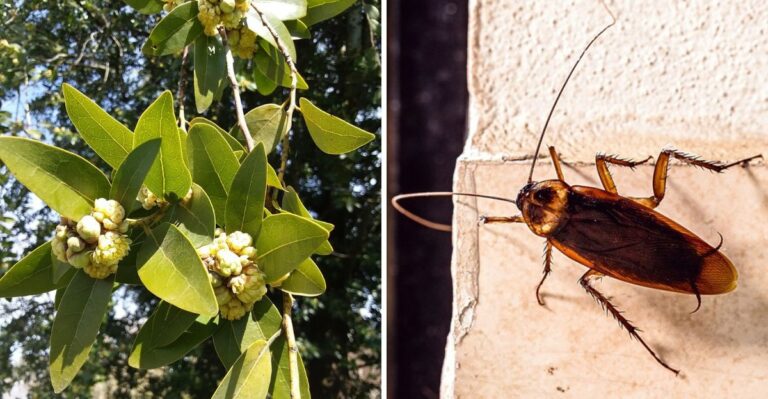 The California Garage Plant That Can Keep Roaches From Using It As An Entry Point