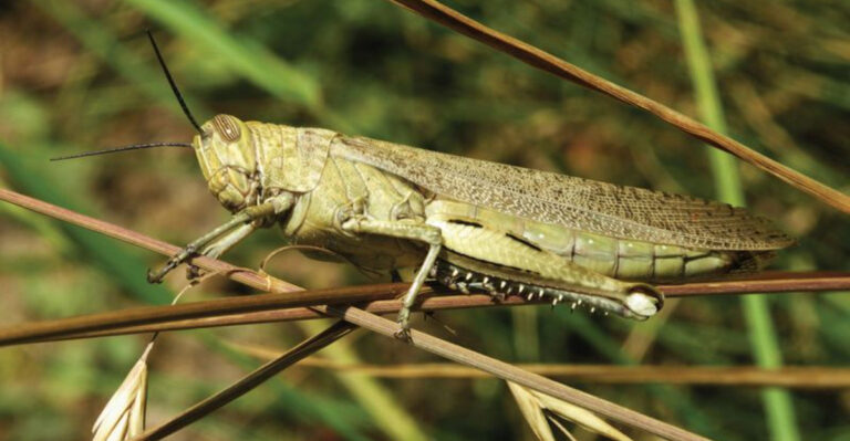 What It Means To See Grasshoppers Move Through Colorado Gardens This Fall