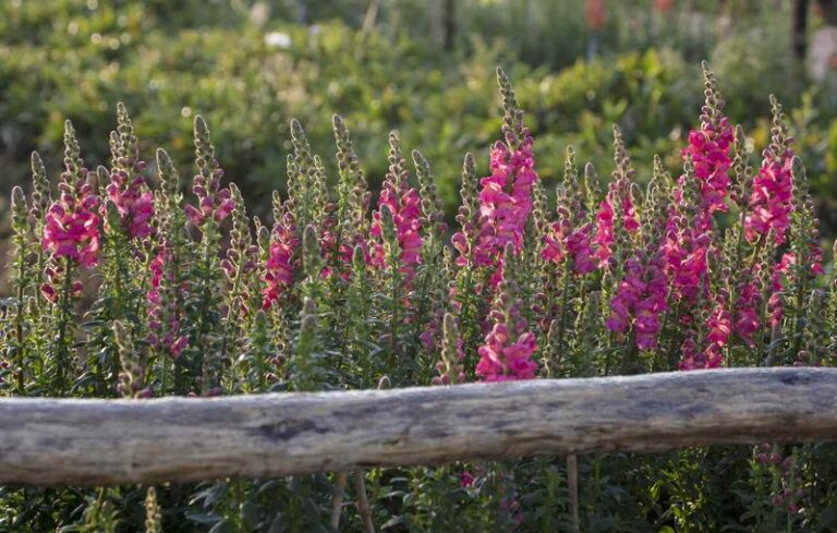 When To Plant Snapdragons In Arizona For Tall Cool-Season Color That Lasts Into Spring