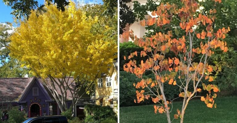 The California Trees That Give Back Beautiful Fall Color