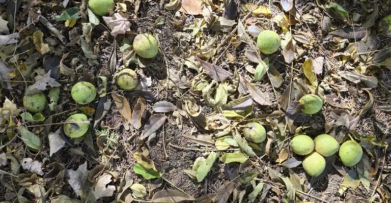 The Nuts Thudding Onto Missouri Roofs This Month Come From A Tree That Doesn’t Share Its Soil