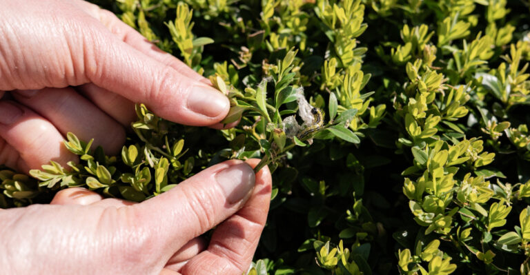 Person observing green boxwood shrub affected by box tree caterpillar