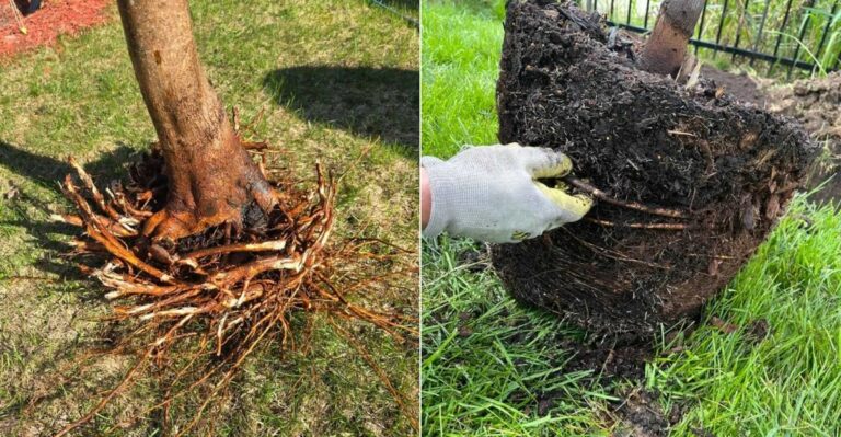 The Fall Transplanting Mistake That Stresses Oregon Plants