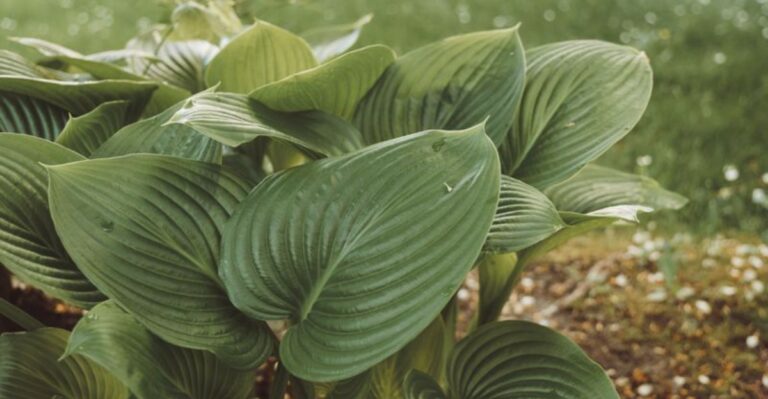 What New York Hosta Owners Should Do This Week For Bigger Plants Next Spring