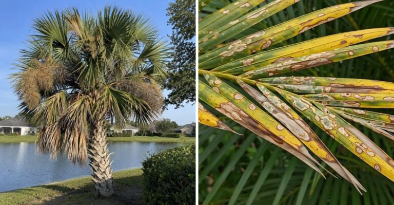 The Palm Pruning Mistake Florida Homeowners Make Right Before September Storms
