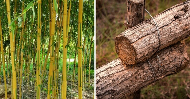 New Jersey Lawmakers Are Rethinking Nursery Sales Over A Running Bamboo Dispute