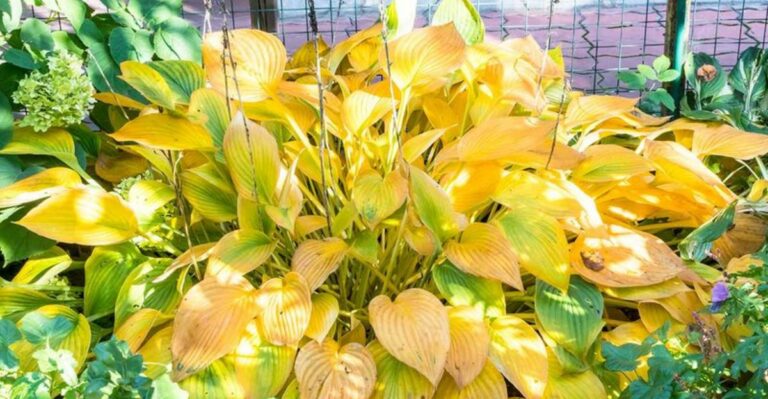 hosta plant with yellow leaves