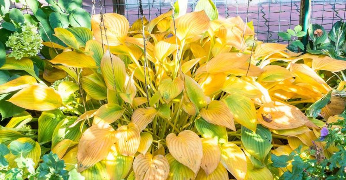 hosta plant with yellow leaves