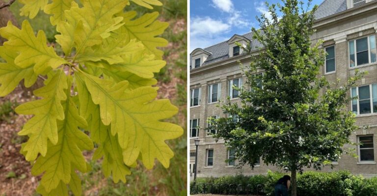 The New York Trees To Fertilize In September And The Ones To Skip
