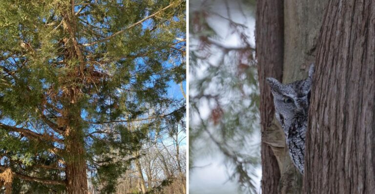 The Native Virginia Evergreen That Gives Mouse-Hunting Owls A Place To Roost