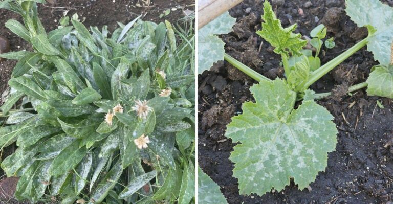 Why Powdery Mildew Appears On Oregon Plants At Summer’s End
