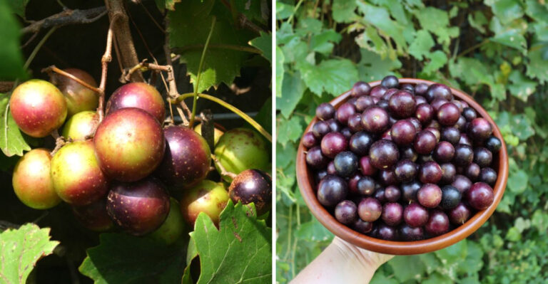 How To Tell When Georgia Muscadines Are Perfectly Ripe For Harvesting
