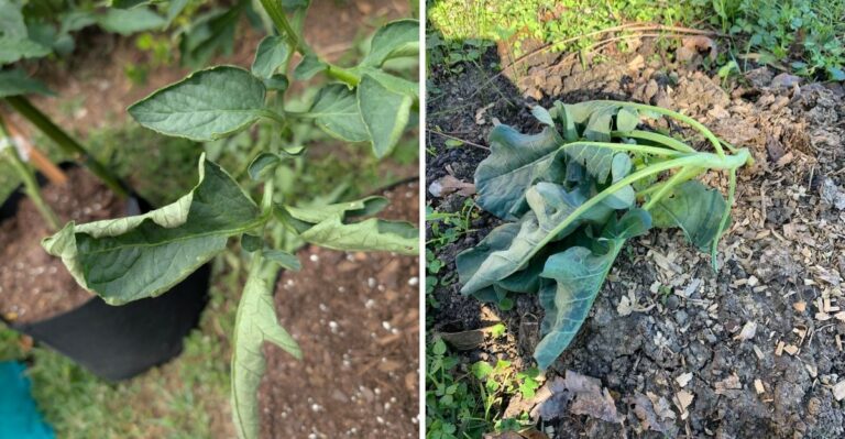 How To Tell If Your California Plants Are Wind-Stressed Instead Of Heat-Stressed
