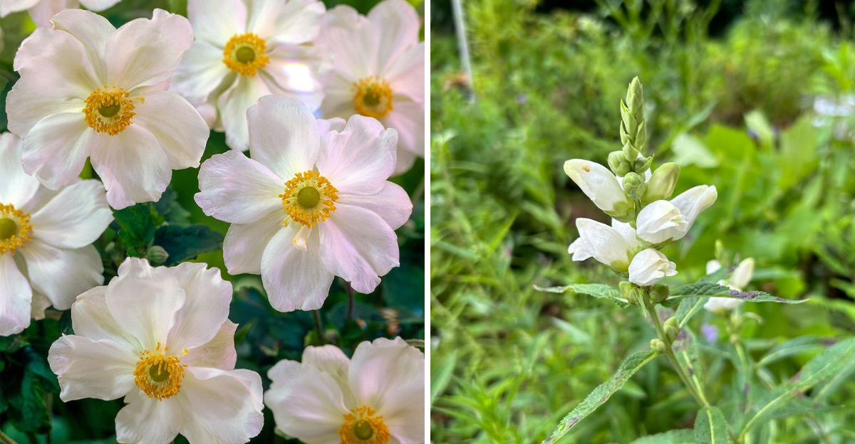 japanese anemone and turtlehead