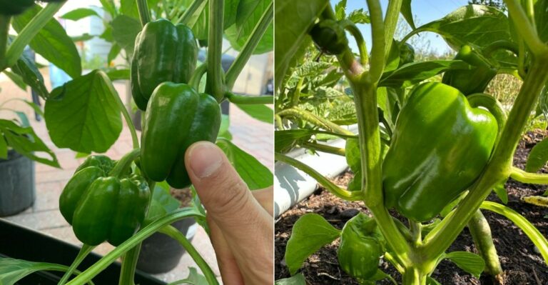 What To Do With Green Peppers In Oregon When Nights Turn Too Cool To Ripen Them