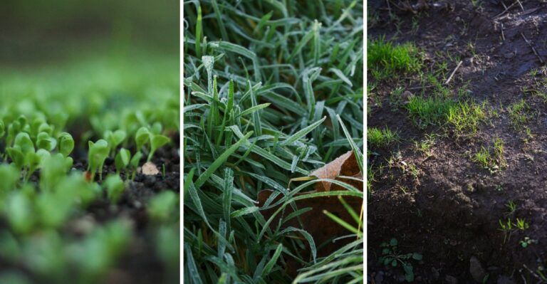 8 Reasons Your Garden Suddenly Has More Weeds After Summer