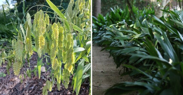 7 Texas Plants That Handle Root Competition Under Mature Trees