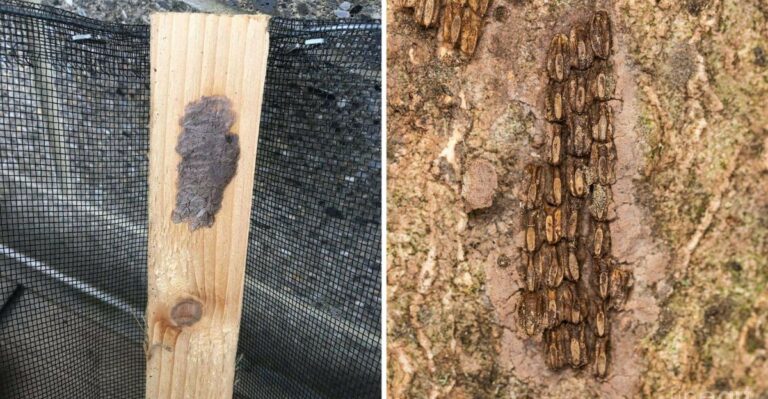 Where Spotted Lanternflies Hide Their Eggs Around Your Pennsylvania Property