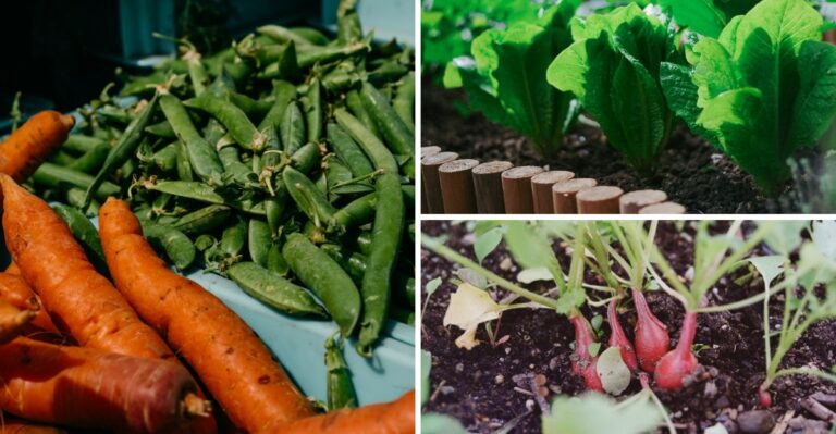 8 Vegetables That Thrive When Planted Next To Carrots