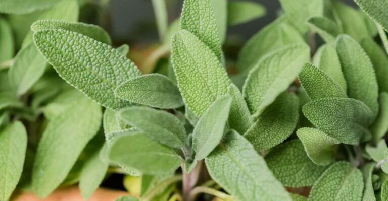 The Fall Soup Herb North Carolina Gardeners Love That Also Helps With Pests