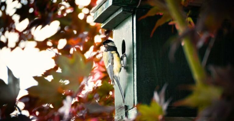 Why Your Garden Gets More Bird Visitors In Fall