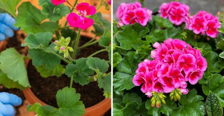 10 Fertilizer Tips To Help Michigan Potted Geraniums Thrive All Season