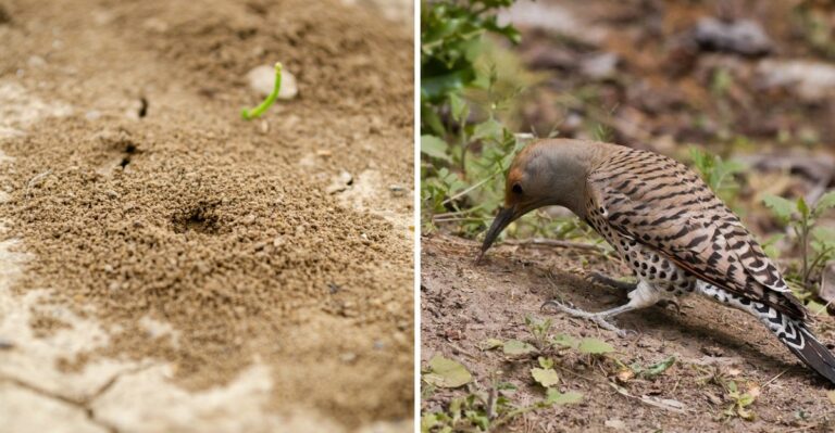 Alabama’s State Bird Is Turning Up On Fall Lawns And It Would Rather Eat Ants Than Bird Seed