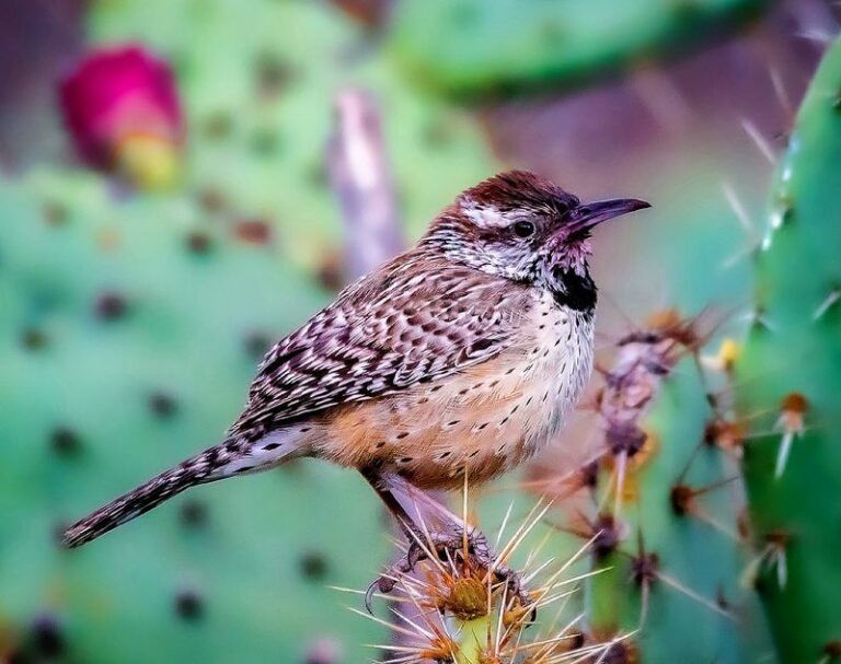 What It Means When a Cactus Wren Keeps Showing Up in Your Arizona Yard
