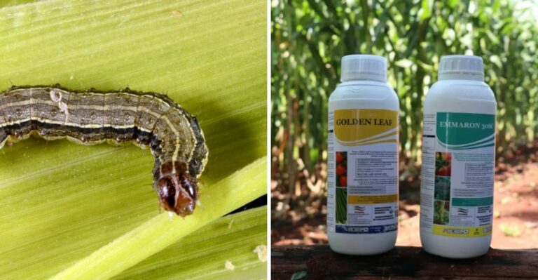 How Alabama Homeowners Can Save Their Lawns From This Fall’s Armyworm Outbreak