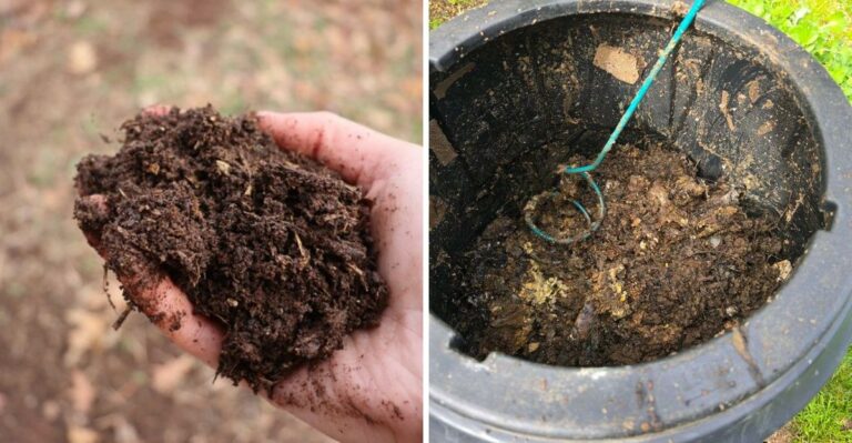 Why California Gardeners Should Check Their Compost Before Using It In Fall