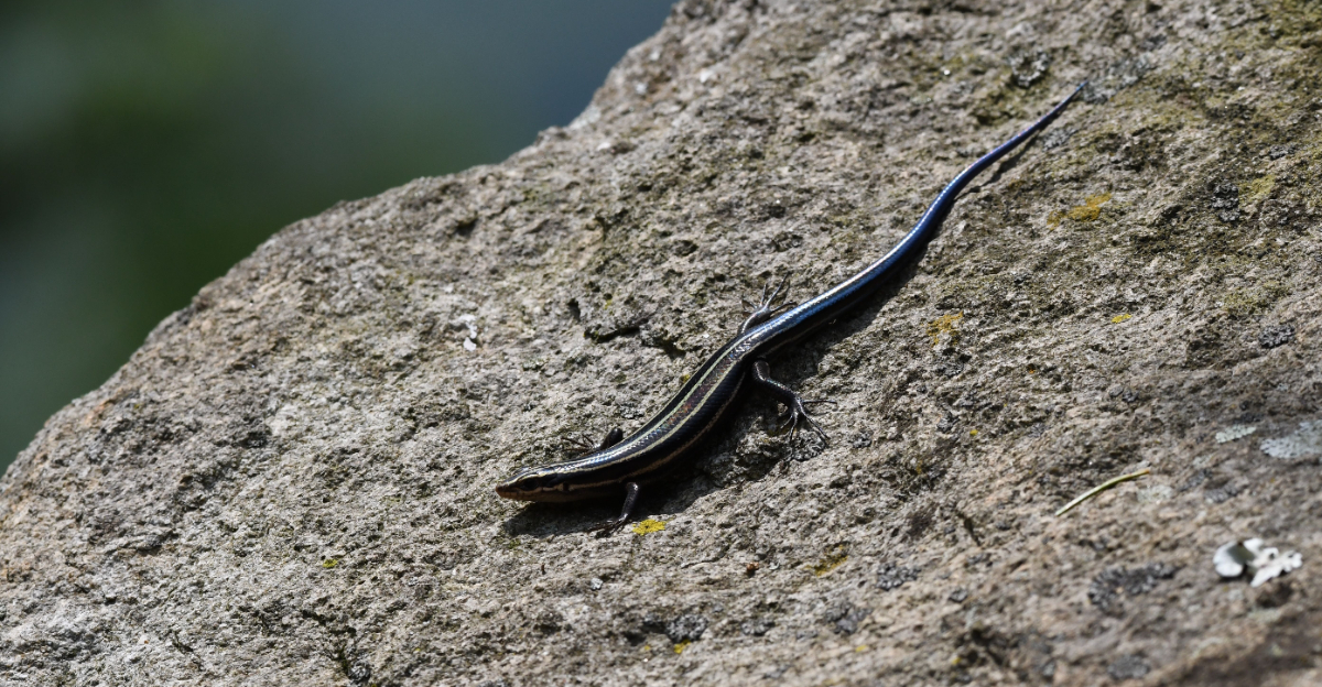 Blue-Tailed Lizard (featured image)